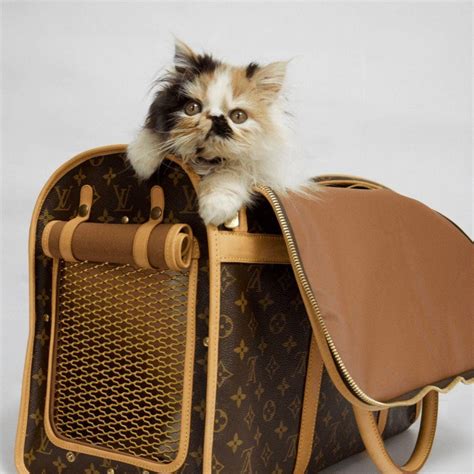 Louis Vuitton pet collection